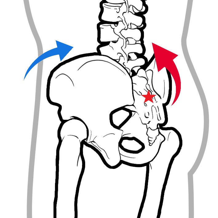 仙腸関節の動き　仙骨ニューテーション　うなずき運動　図